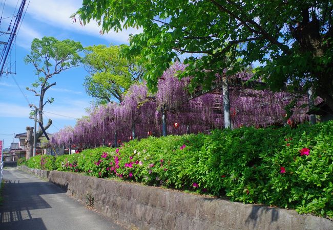 真木の大藤2017年(真木町天満宮)