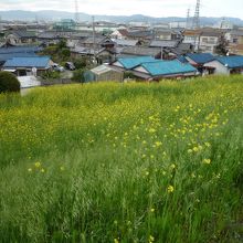 河川公園の近くの堤防には菜の花が咲いていた