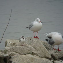 クロハラアジサシ冬羽（左端）＆ユリカモメ