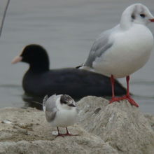 クロハラアジサシ（最前列）＆オオバン＆ユリカモメ 