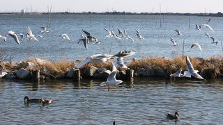クロハラアジサシ冬羽を見てきました。