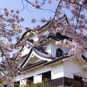 やっぱり彦根城の桜は素晴らしい!!