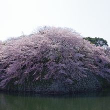 夜のライトアップがキレイな桜は、いろは松の所です。