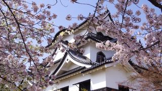 やっぱり彦根城の桜は素晴らしい!!