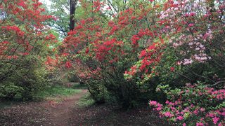 もう直ぐ ツツジが見頃