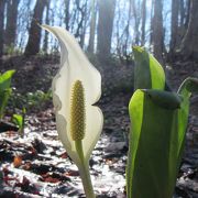 最北限域のコナラの林下にミズバショウ