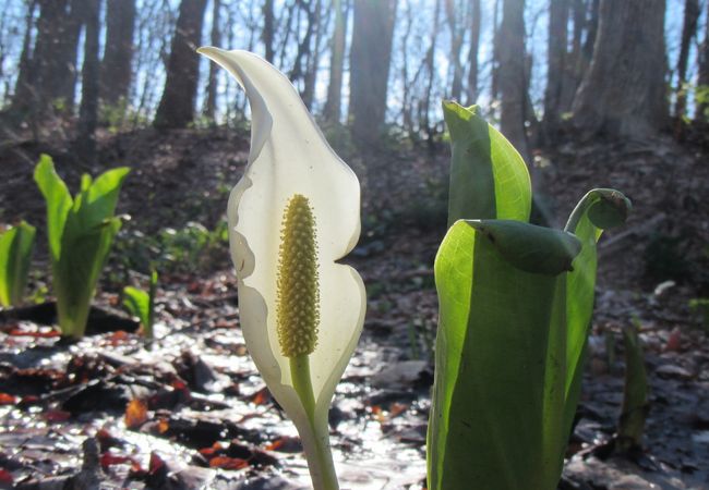 大谷地の森公園