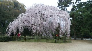 御所枝垂れ桜