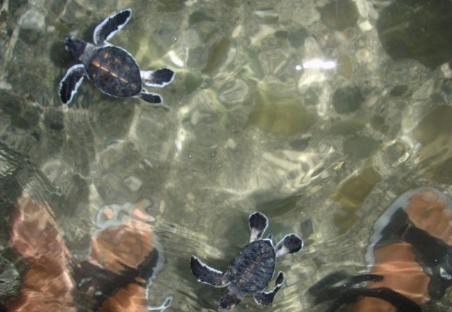 小笠原海洋センター クチコミ・アクセス・営業時間｜父島