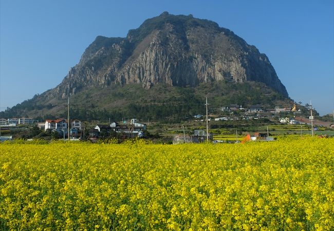 菜の花畑向こうに見えた姿が印象的だった溶岩ドームの山房山