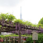 東京の藤の名所、亀戸天満宮