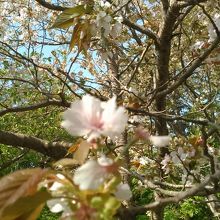 花びらが６枚？