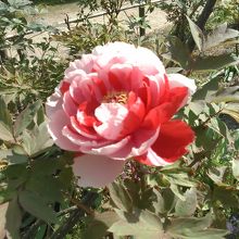 別の色のボタン