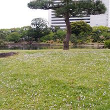 芝生にもたくさんの花