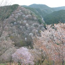 下千本から中千本を見る