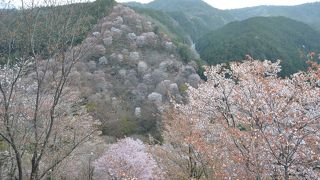 一目千本を下千本から