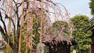 枝垂桜と六角堂
