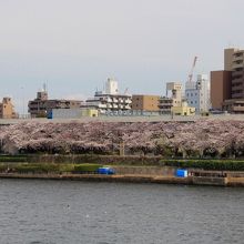 言問橋からの眺め