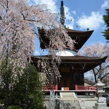 桜とのコラボレーションが良く似合う