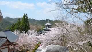 桜との調和が美しい