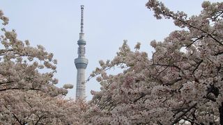 浅草界隈の花見の穴場