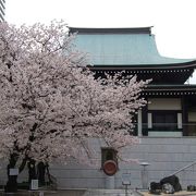 参道の桜が立派