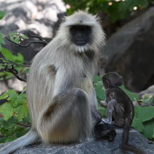 サルの親子