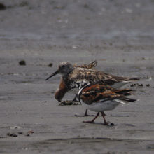 オバシギ（中）＆キョウジョシギ（前）＆サルハマシギ（奥）