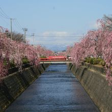 倉津川の枝垂れ桜