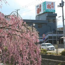 天童市のもうひとつの桜、名酒「出羽桜」