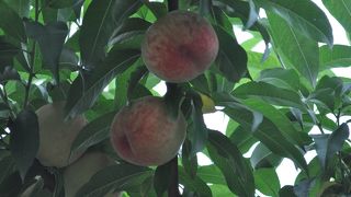 桃狩りに行きました