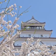 天守閣と桜