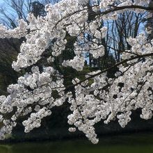 満開の桜