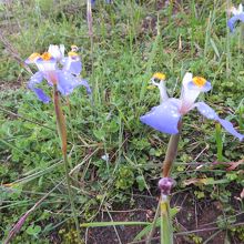 お花も咲いていました