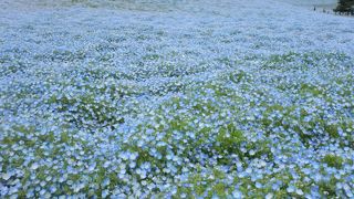 ネモフィラがとてもキレイでした