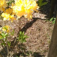 黄色いつつじ「きいろつつじ」