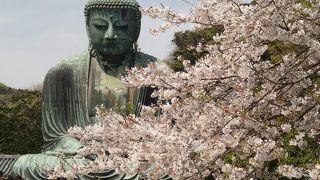 ４月中頃は、丁度ソメイヨシノが満開