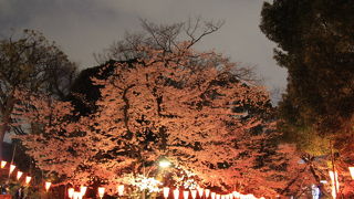 夜桜見学