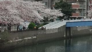 大岡川沿いの桜