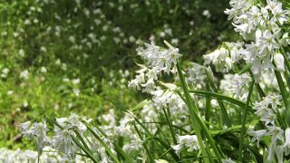 アリウムの白い花が見事です。