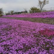 花咲か爺さんが咲かせた芝桜が美しい