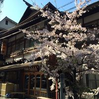 旅館前の桜、とてもきれいにマッチング！