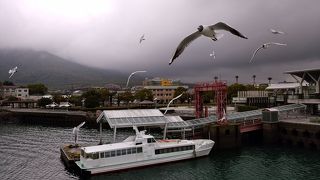 カモメと遊べるフェリー