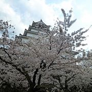 青い空に桜の淡いピンクとお城の真新しい白と赤瓦！