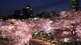 桜のライトアップが綺麗でした
