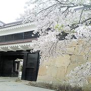 [鉄門]の周りも桜満開でしたョ！