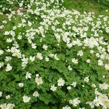 ニリンソウの群生。これだけの規模は初めてでした。