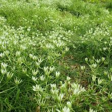 オオアマナ（オーソニガラム）。正門から左に進むと群生あり。