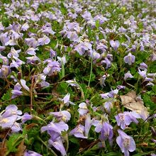サギゴケ。標本園とは別の場所に群生していました。