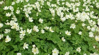 木々の花のほか足元にも珍しい野草。都心とは思えない自然。